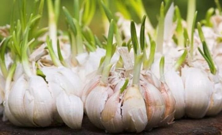 Garlic Growing