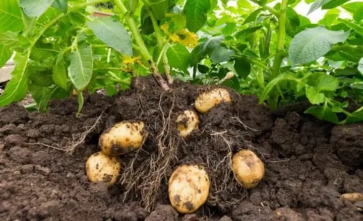 How To Grow Potatoes