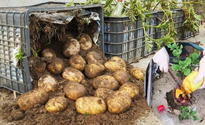 Grow Potatoes
