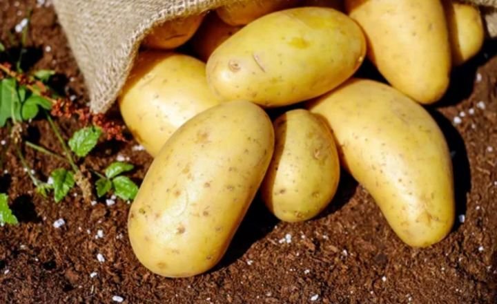 Grow Potatoes