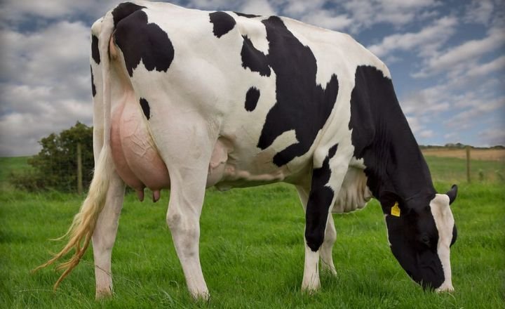 Body Structure of the Guernsey Cow