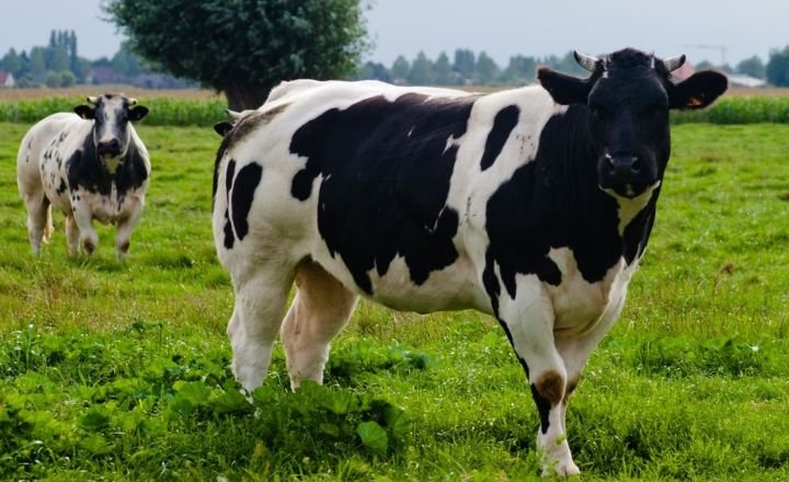 Guernsey Cow 