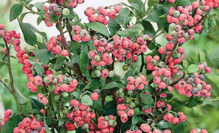 Pink Lemonade Blueberry Plant