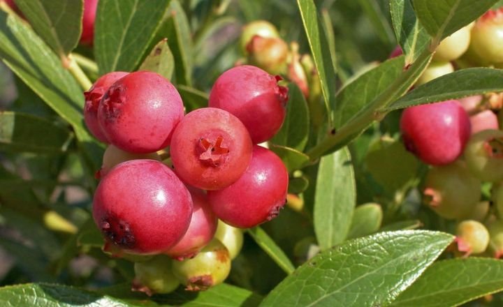 Pink lemonade blueberry plant