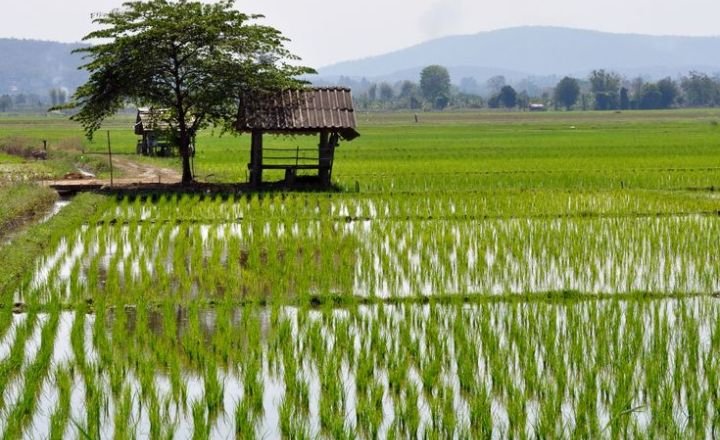 Rice Grow in Water