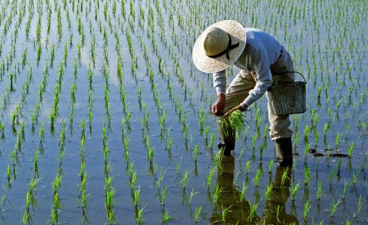 Rice Grow in Water