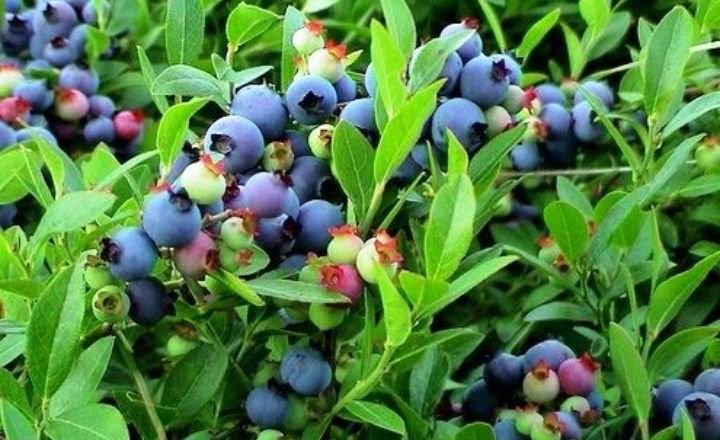 Grow Blueberries