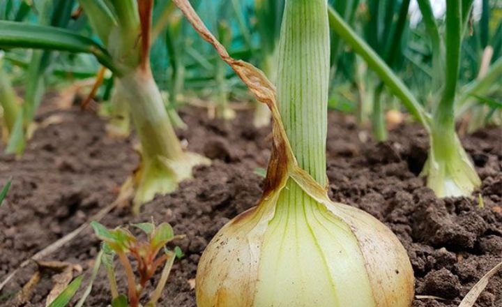 How To Grow Candy Onions