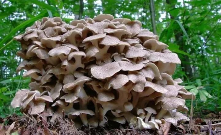 How To Grow Maitake Mushrooms