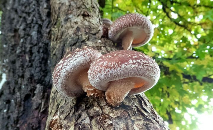 grow maitake mushrooms