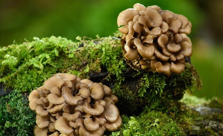 How To Grow Maitake Mushrooms