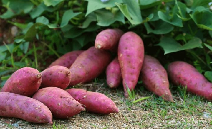 How To Grow Purple Sweet Potatoes