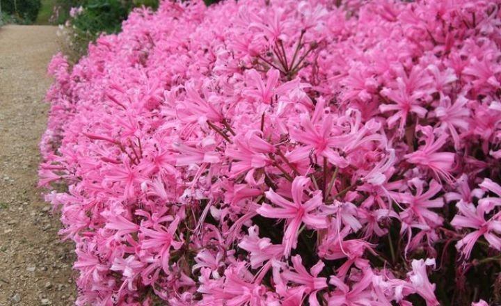  Flowers That Represent Freedom
