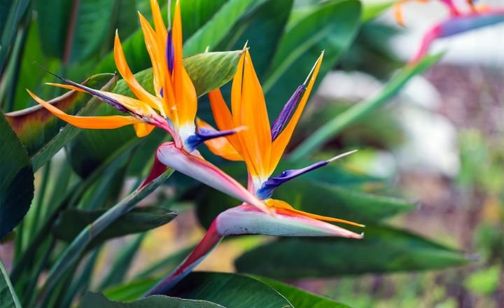  Flowers That Represent Freedom