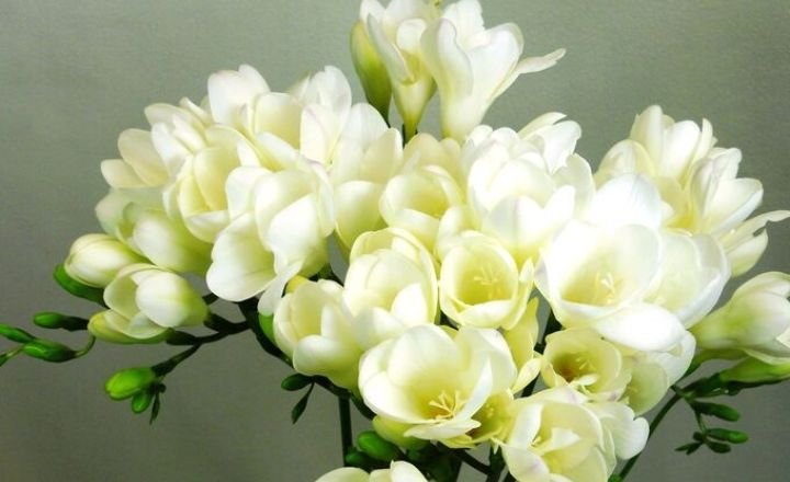  Flowers That Represent Freedom