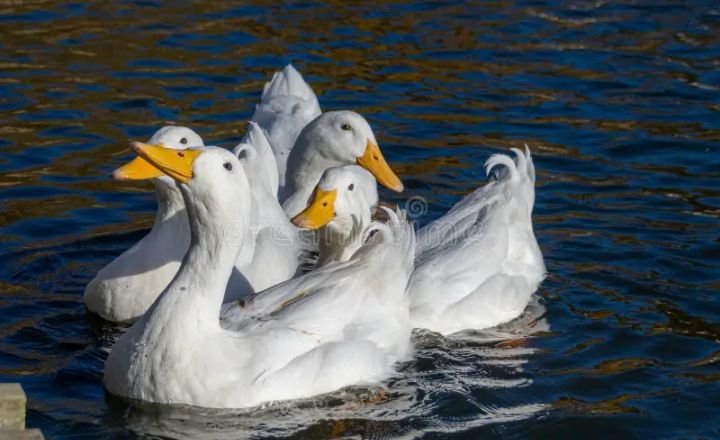Can Pekin Ducks Fly