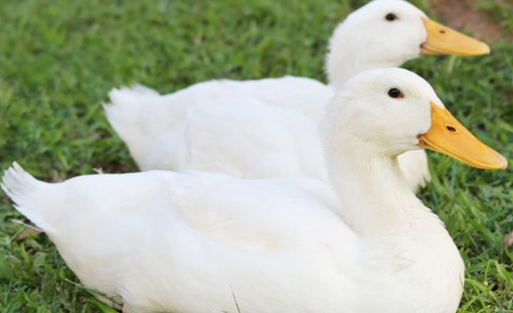 Can Pekin Ducks Fly