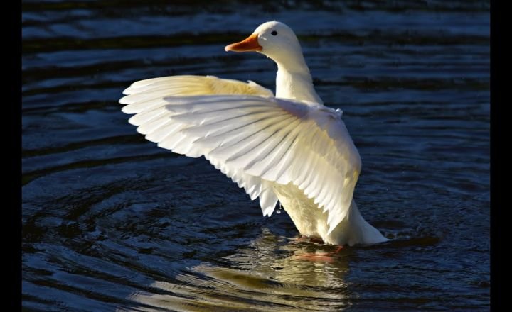 Can Pekin Ducks Fly