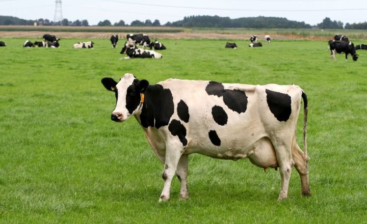 Can Cows Eat Oranges