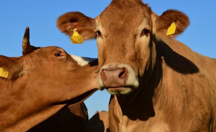Cows Eat Oranges