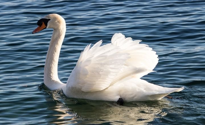 Differences Between Duck vs Swan