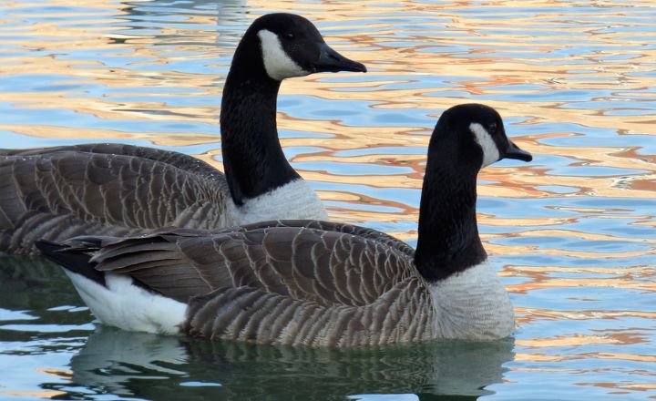 Duck vs Swan