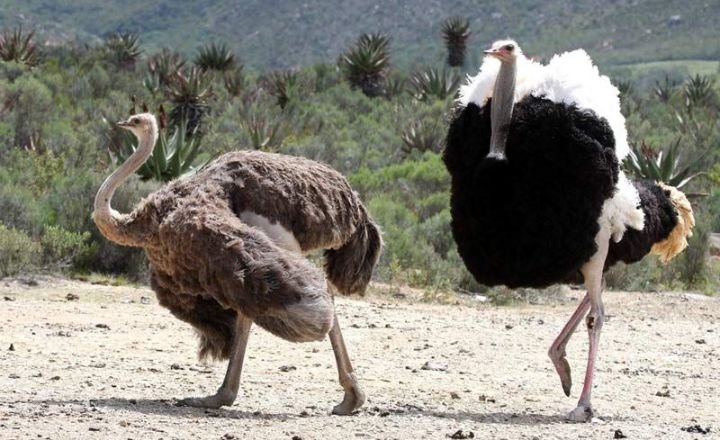 Ostriches Dance