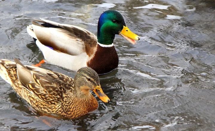 Duck vs Swan