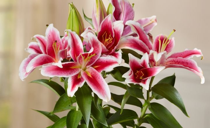 Flowers That Symbolize Family 