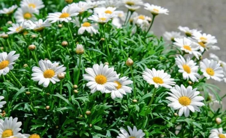 Flowers That Symbolize Family 