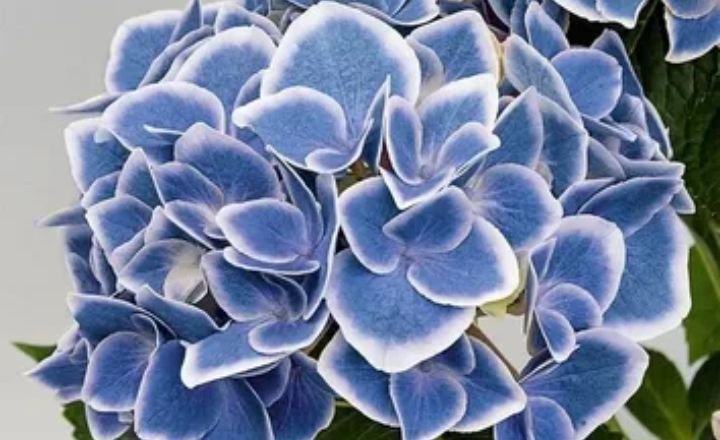Flowers That Symbolize Family 