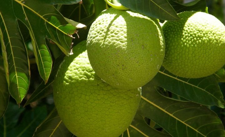 Fruit Has a Single Seed