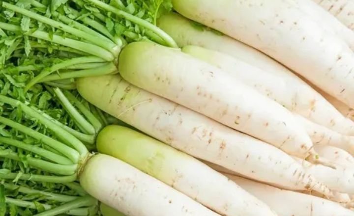 How to Grow Daikon Radish