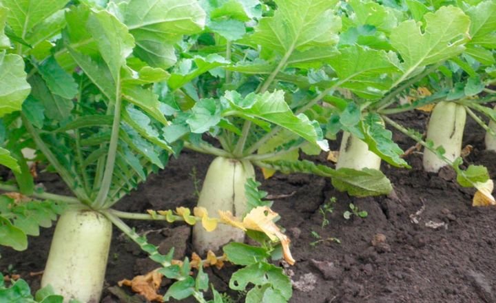 Grow Daikon Radish