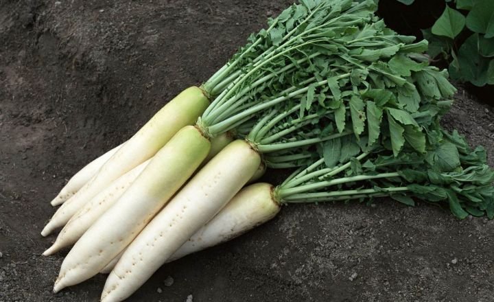 How to Grow Daikon Radish