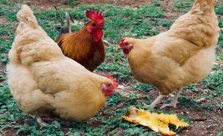 Can Chickens Eat Papaya