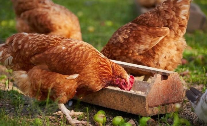 Chickens Eat Papaya