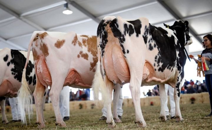 Holstein cows dominate milk production