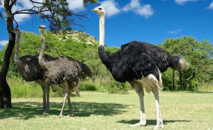 Ostriches Dance