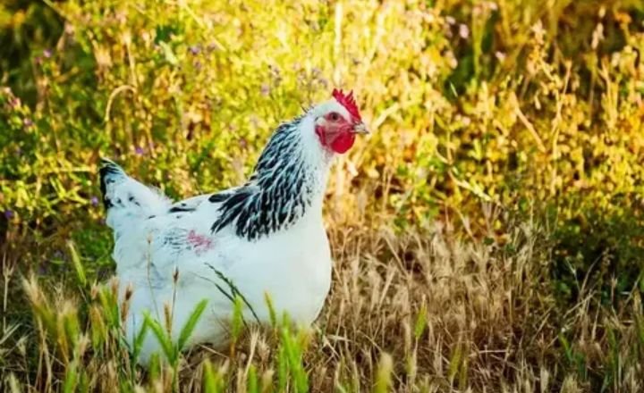 Roosters Lay Eggs