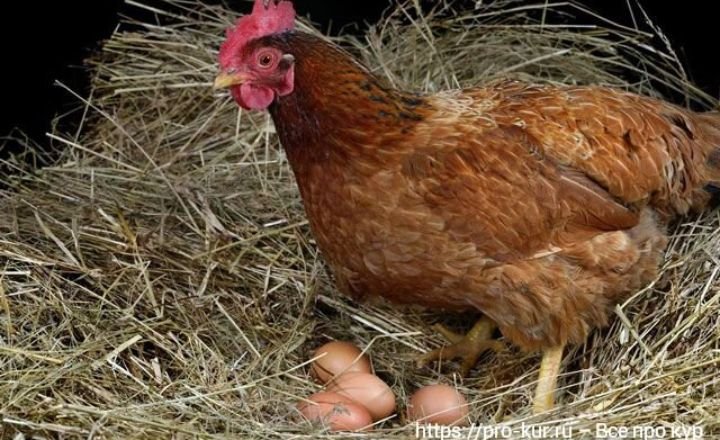 Can Roosters Lay Eggs