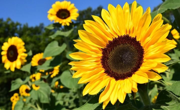 Flowers That Symbolize Peace