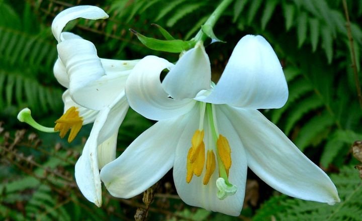 The lily remarkable flower bursting with symbolism