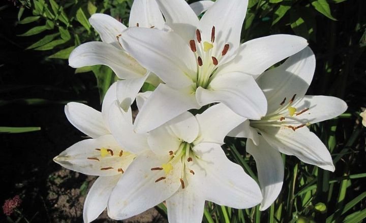  lily remarkable flower bursting with symbolism
