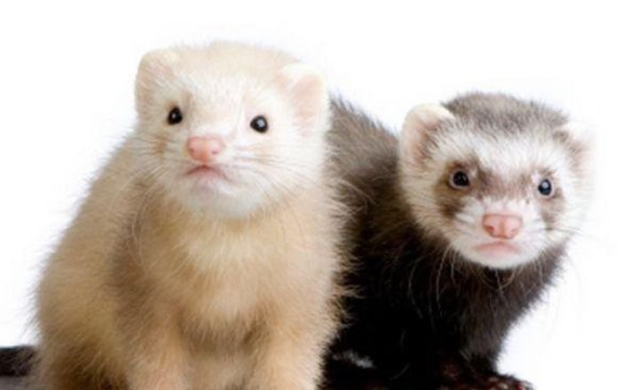 How Much Does Ferrets Cost