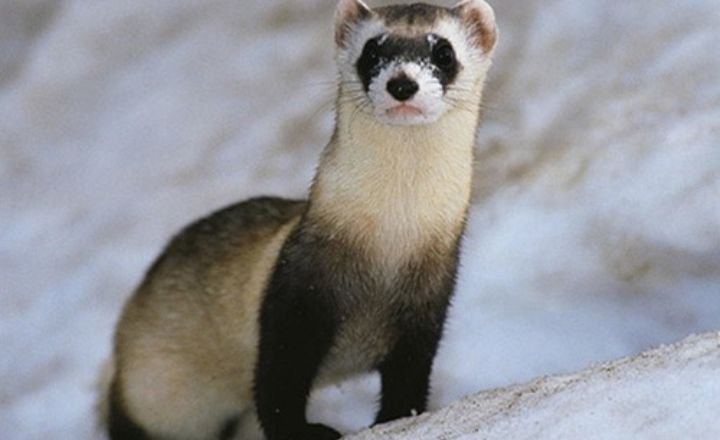 Ferret Cost