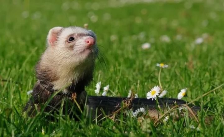 Ferret Cost