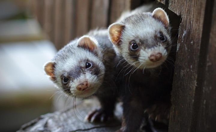 How Much Do Ferrets Cost