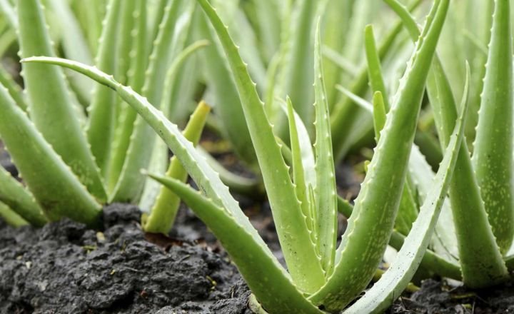 grow Aloe Vera