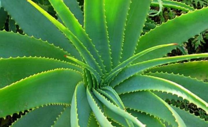 How to grow Aloe Vera